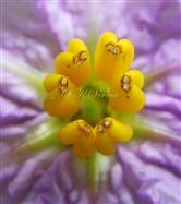  Stamens-Anthers with apical pores
